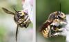 Anthidium manicatum